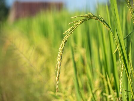 Fresh rice in field with daylight.の写真素材