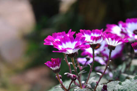 Violet flowers in garden.の写真素材