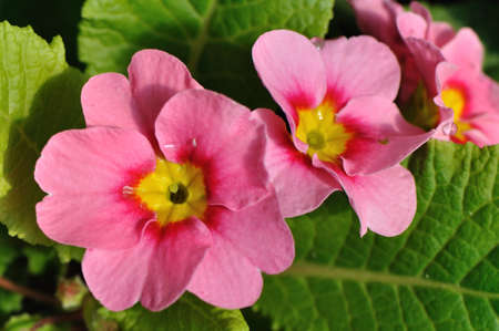 Closeup shot of pink primroseの写真素材
