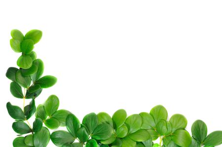 Green leaf frameの写真素材