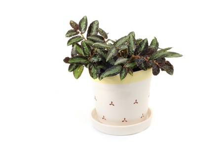 Small plant in pot.の写真素材