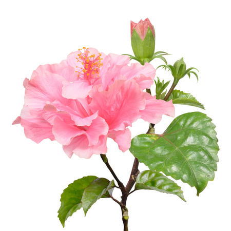 Hibiscus on white backgroundの写真素材