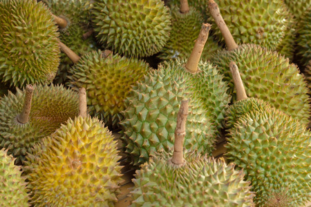 Regarded by many people in southeast Asia as the king of fruits,the durian is distinctive for its...