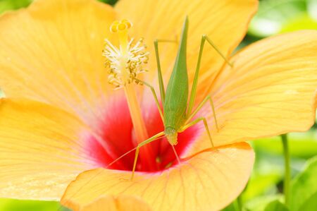 Grasshopper on yellow hibiscusの写真素材
