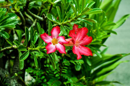 The bright colors of red flowersの写真素材