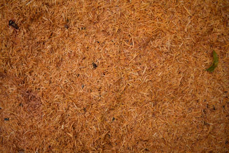 Sawed wood chips For backgroundの写真素材