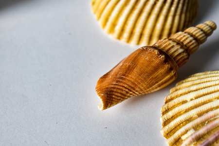 Beautiful colorful seashells for background