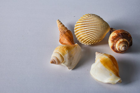 Beautiful colorful seashells for background