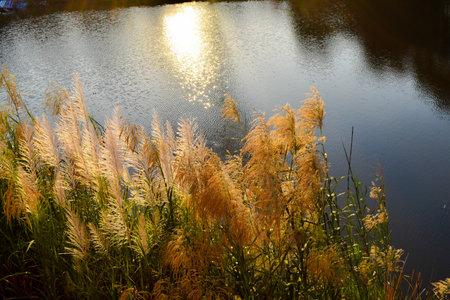 The grass and the setting sunの写真素材