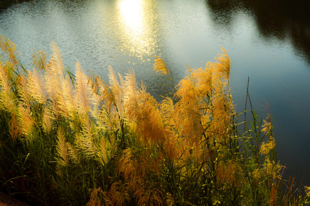 The grass and the setting sunの写真素材