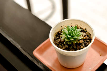 Cactus in pots For backgroundの写真素材
