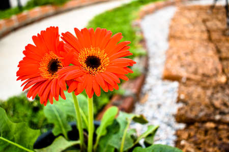 Flowers, Gerbera, have beautiful bright red flowers, blurry green and brown color for background.の写真素材