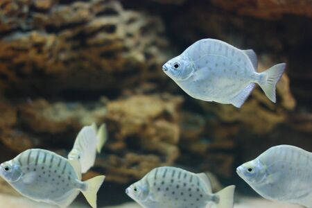 Gray fishesの写真素材