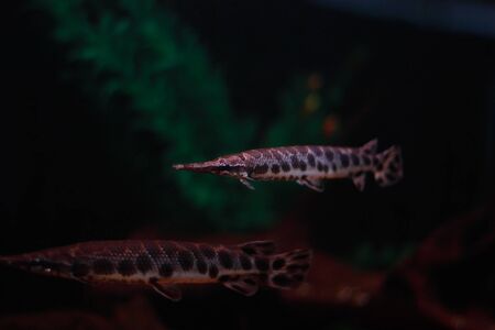 Aquarium tropical long fishの写真素材