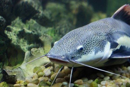 Cat-fishの写真素材