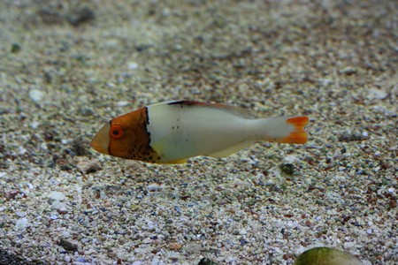 Orange head fish