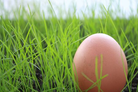 Egg in green grassの写真素材