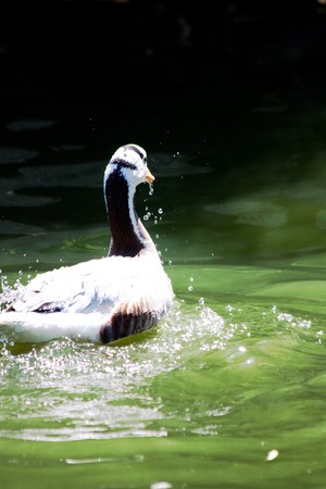 Duck in waterの写真素材