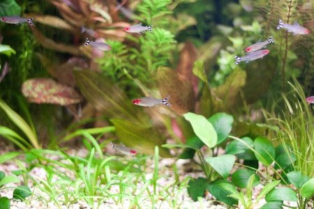 Little fishes in fishtank with plantsの写真素材