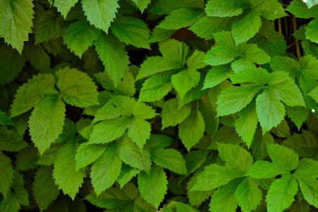 Green leaves wall background. Horizontalの写真素材