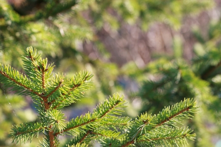Christmas fir tree
