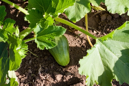 Vegetable at the bed in the gardenの写真素材