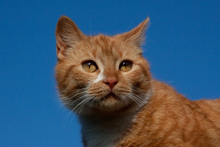 Red cat looking away over blue skyの写真素材