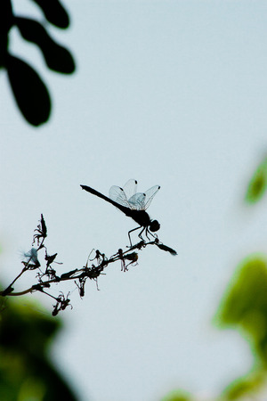 dragonfly silhouette over summer sky close upの写真素材