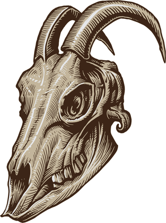 Goat skullのイラスト素材