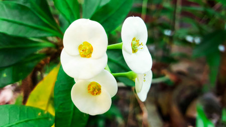 Euphorbia milii flower close up for background , poi - sian flowersの写真素材