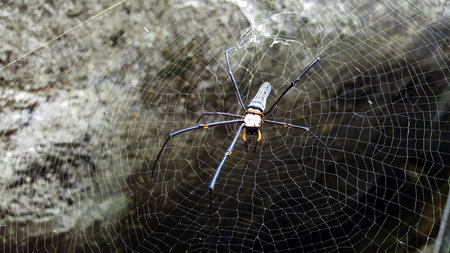 spider web in natureの写真素材