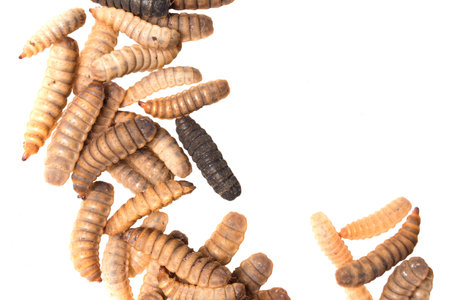 black soldier fly larvae isolated on white background