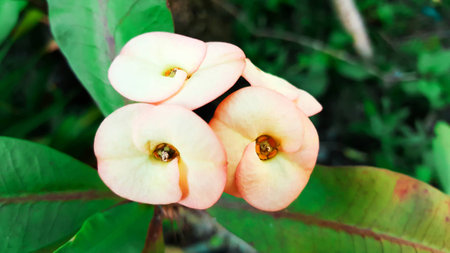 Euphorbia milii flower close up for background , poi - sian flowersの写真素材