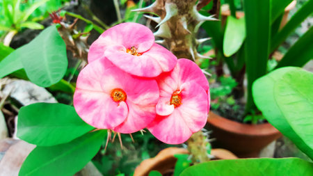 Euphorbia milii flower close up for background , poi - sian flowersの写真素材