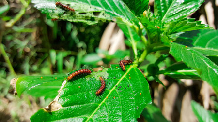 worms eat green leavesの写真素材