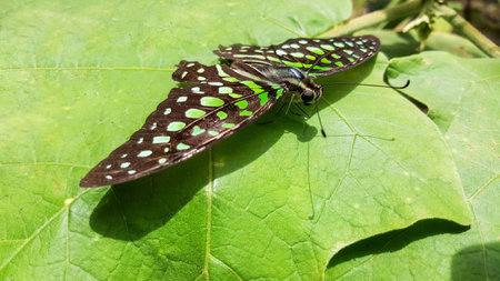 black butterfly with green spots on leavesの写真素材