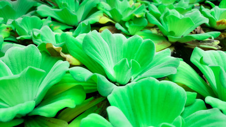 close-up green water lettuceの写真素材