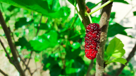 close-up mulberry treeの写真素材