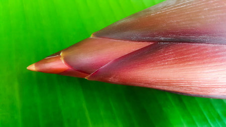fresh banana blossom on banana leafの写真素材