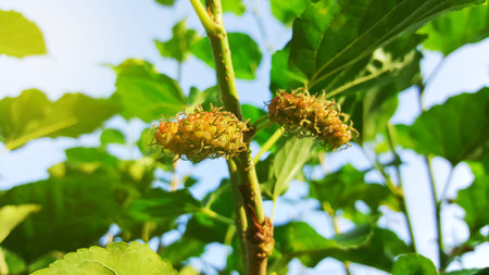 close-up mulberry treeの写真素材
