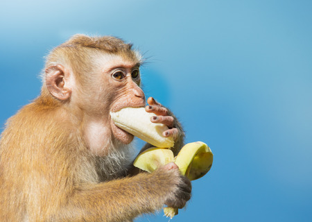 Long-tailed Macaque Monkey eat bananaの写真素材