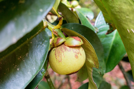 Close up of ripe fresh mangosteen on its tree, ready for harvesting,Queen of fruitsの写真素材