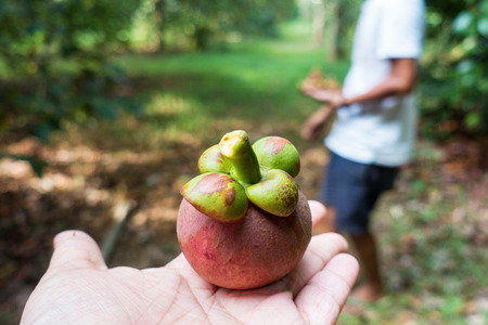 fresh mangosteen on hand from gardenjuicy,queen of fruitsの写真素材