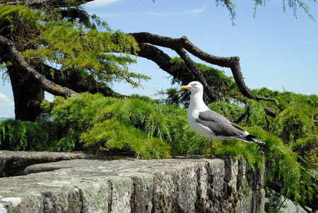 seagull standing aloneの写真素材