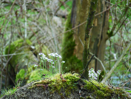 A little white flower is growing on the moss in the middle of the jungle/forestの写真素材