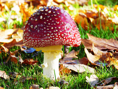 Amanita death cap mushroom is growing on the grass field with dry leaves around on the groundの写真素材