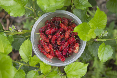 Ripe freshly picked mulberry berries in a plastic bowl.の写真素材