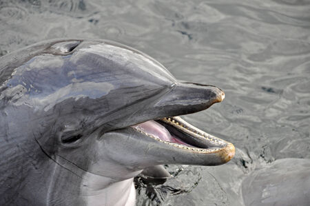 Portrait of a Common bottlenose dolphin with her mouth openの写真素材