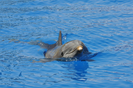 Common bottlenose dolphin swimming towards the viewerの写真素材
