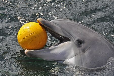 Common bottlenose dolphin playing with a yellow basketballの写真素材